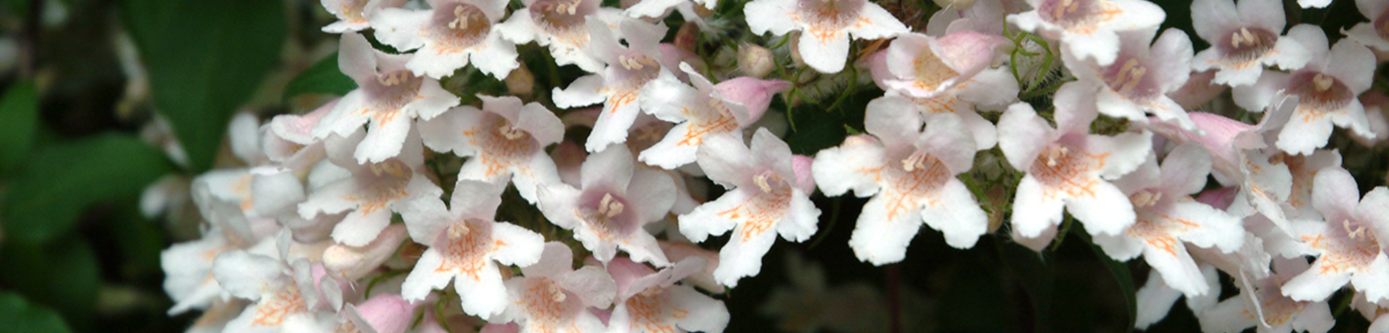 Kolkwitzia amabilis 'Pink Cloud'