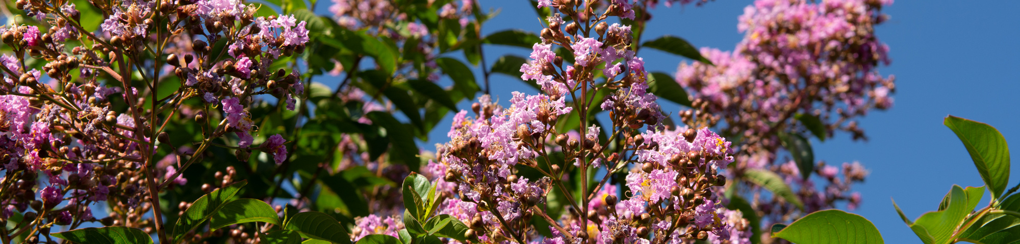 Lagerstroemia indica 'Muskogee'