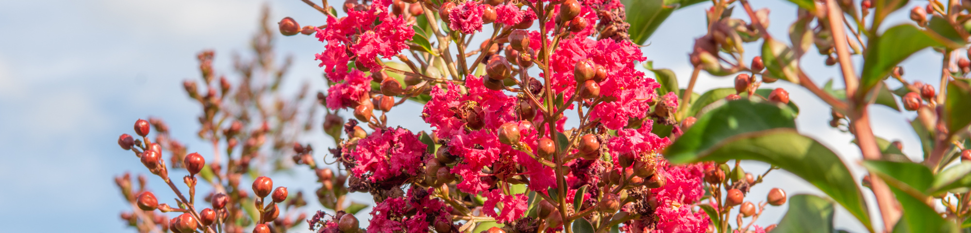 Lagerstroemia 'Tuscarora'