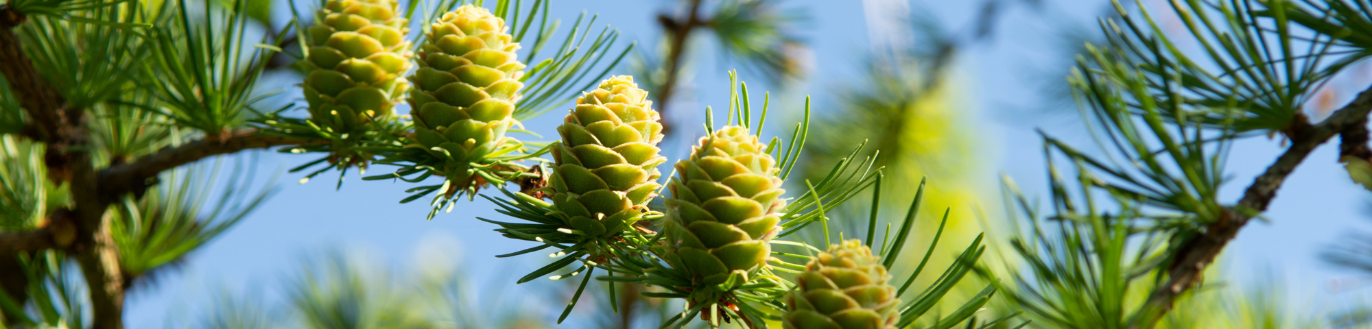 Larix kaempferi