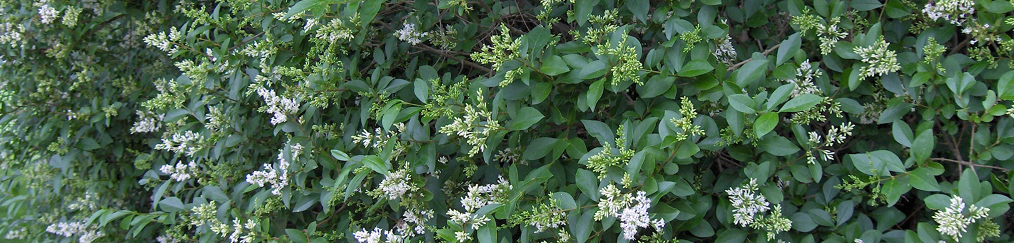 Ligustrum ovalifolium