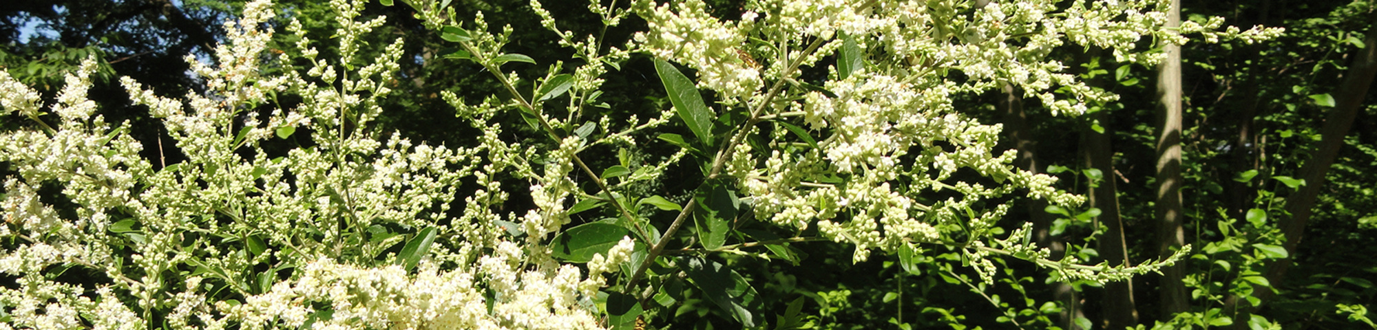 Ligustrum quihoui