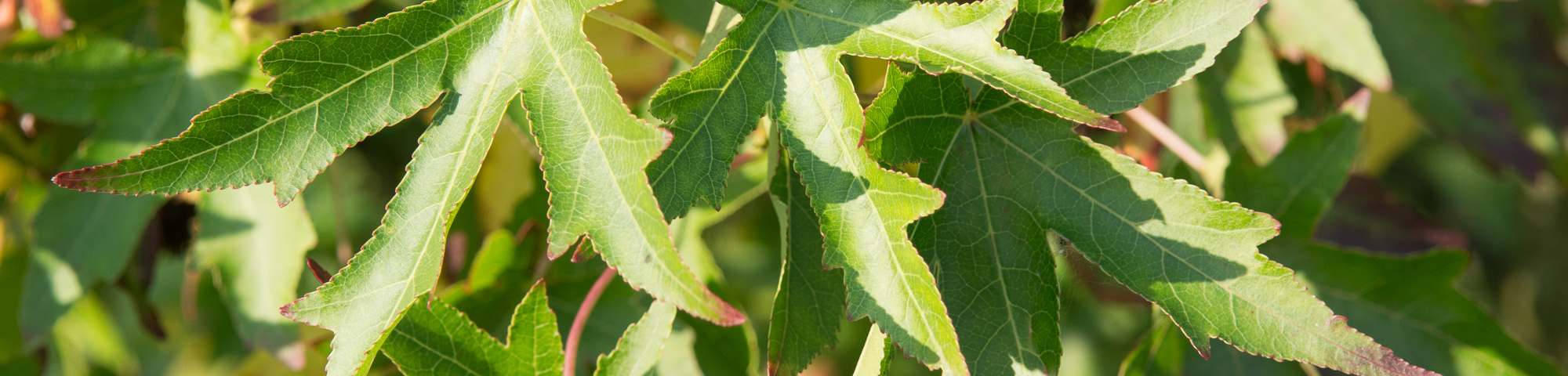 Liquidambar styraciflua 'Fastigiata'