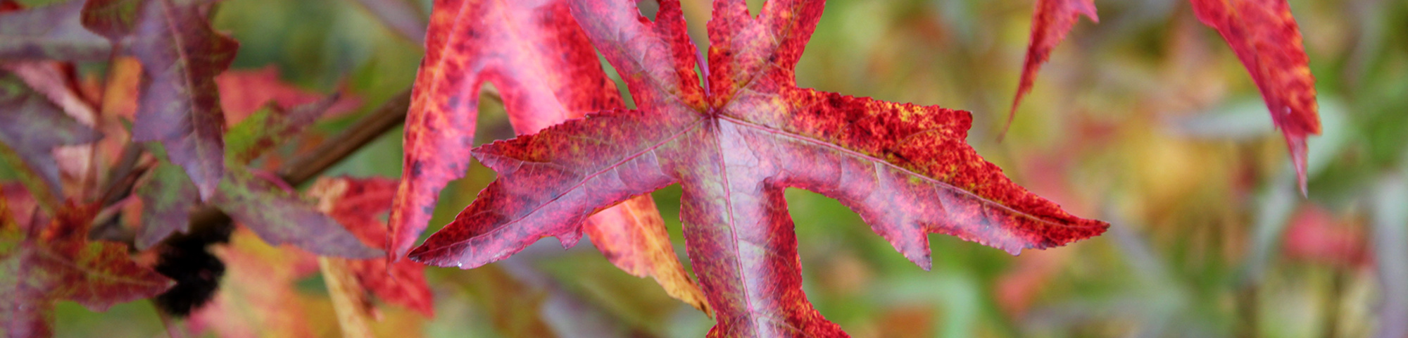 Liquidambar styraciflua 'Pasquali Fastigiata'