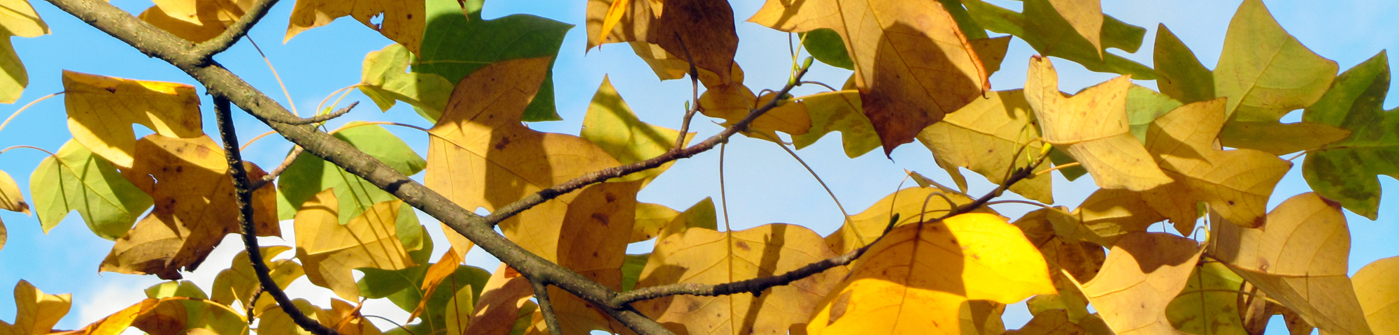 Liriodendron chinense