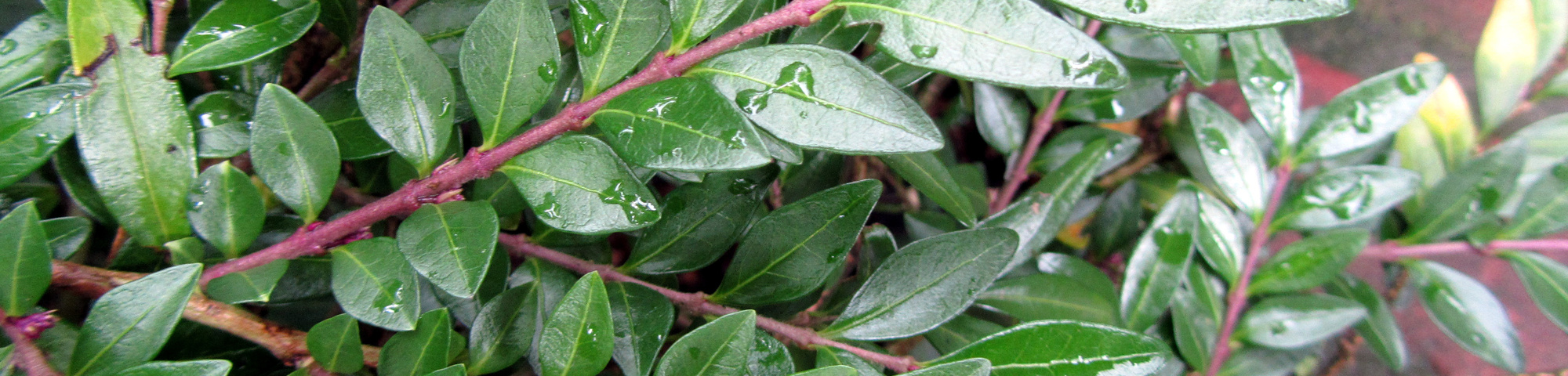 Lonicera nitida 'Elegant'