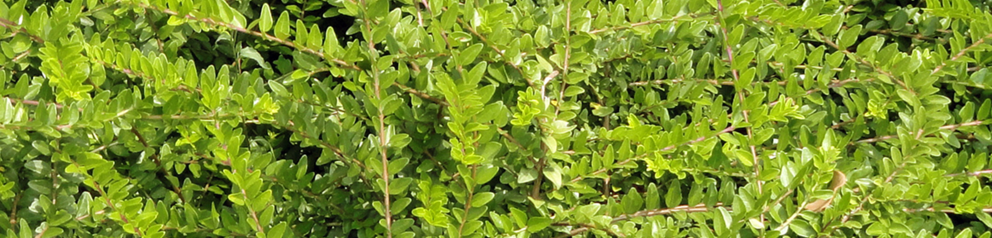 Lonicera nitida 'Maigrün'