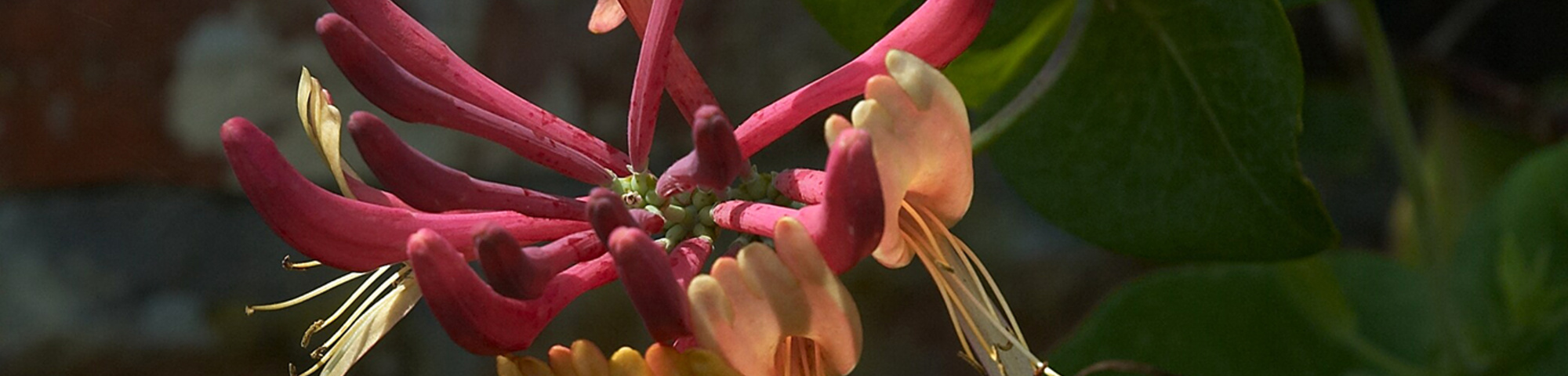 Lonicera x heckrottii 'Goldflame'