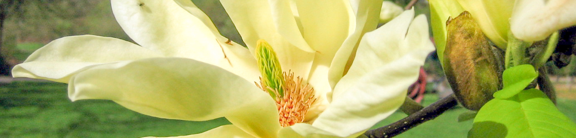 Magnolia 'Elizabeth'