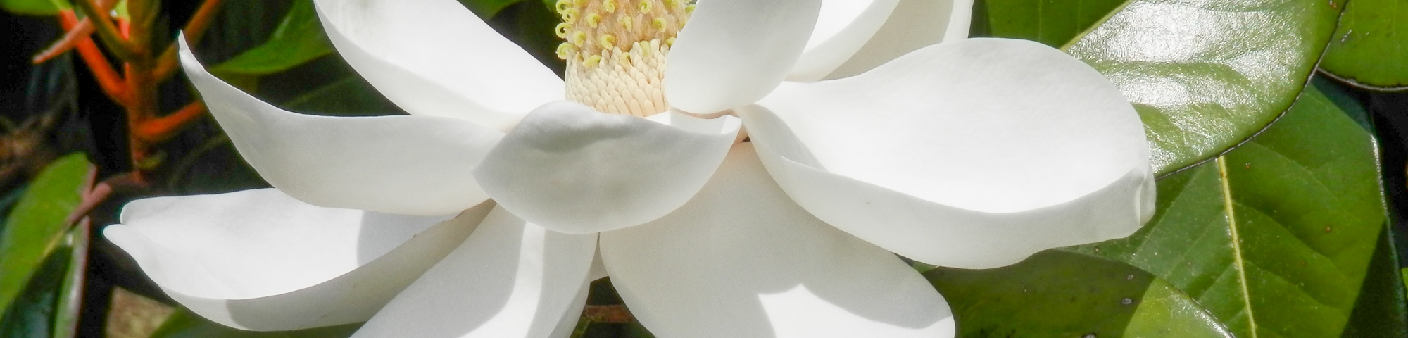 Magnolia grandiflora