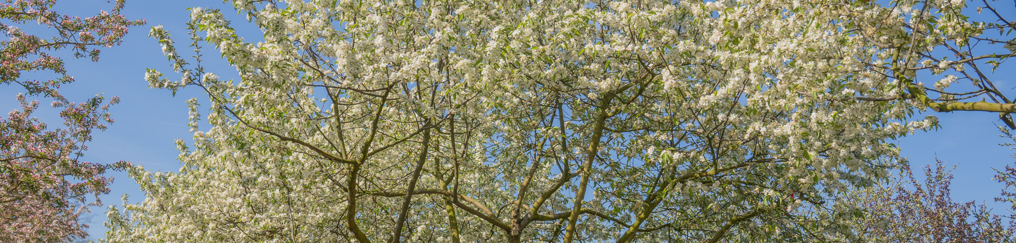 Malus 'Madonna'