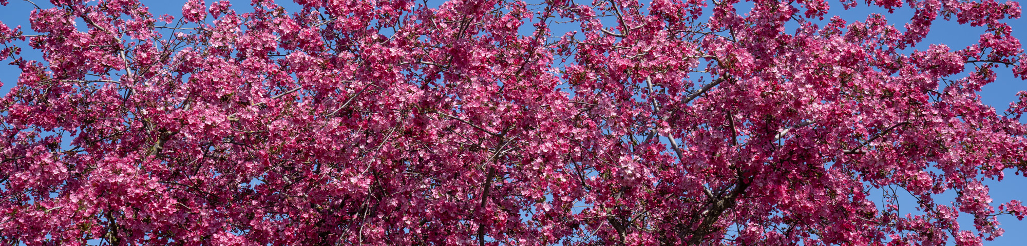 Malus 'Royalty'