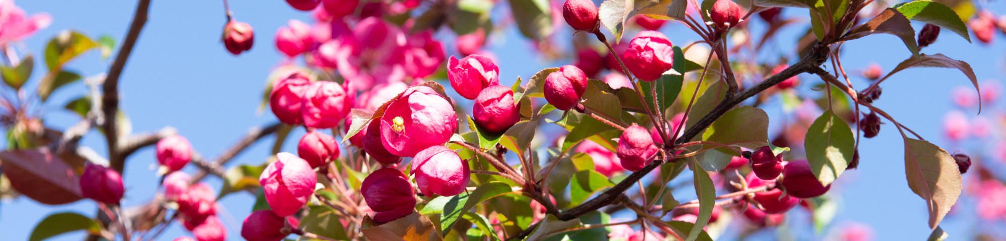 Malus 'Rudolph'