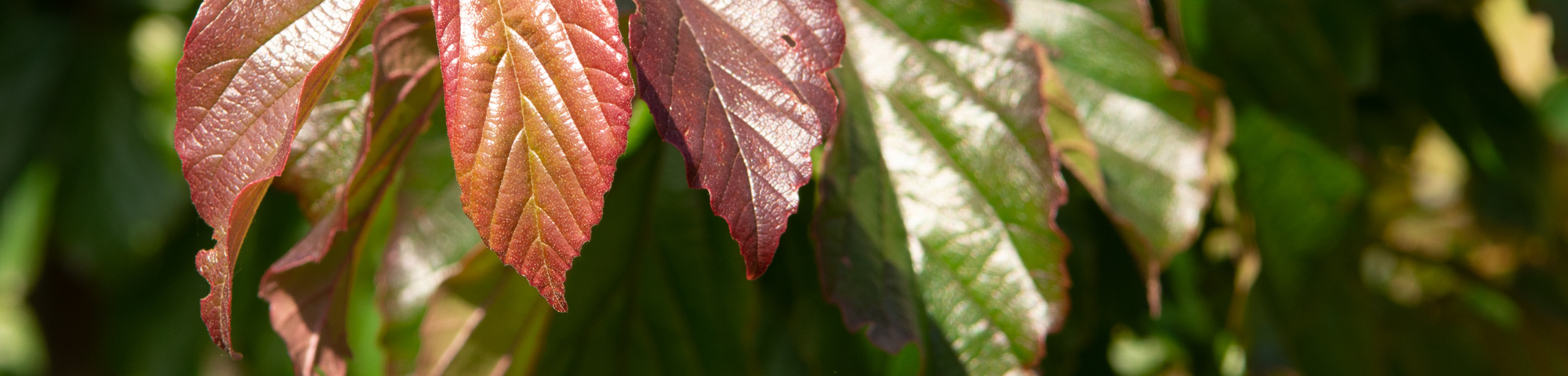 Parrotia persica 'Bella'