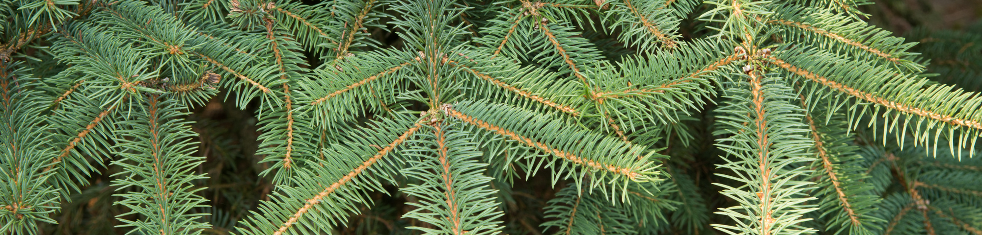 Picea engelmannii