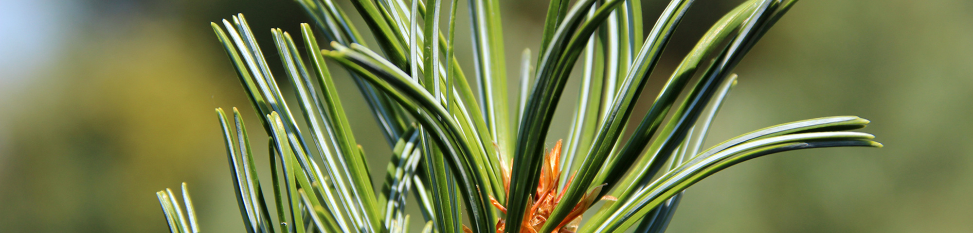 Picea pungens 'Glauca'