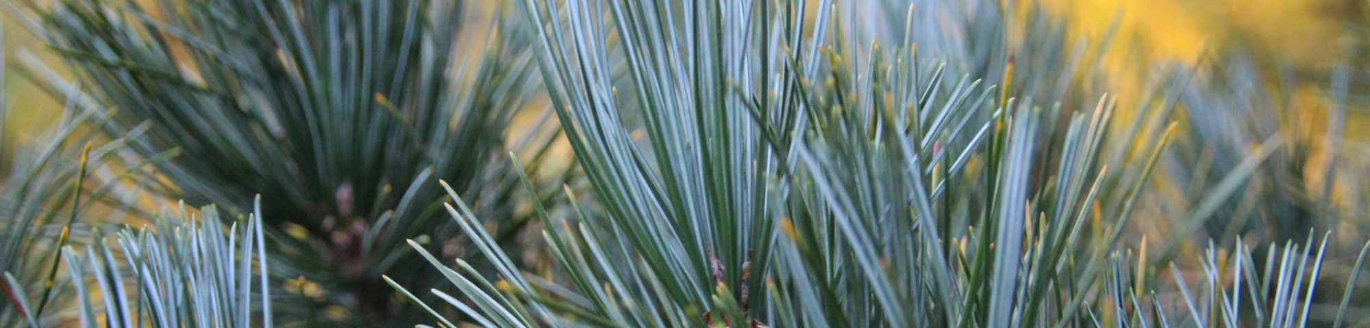 Pinus koraiensis