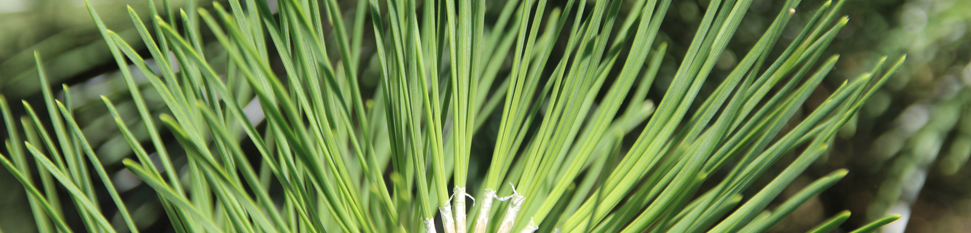 Pinus nigra subsp. nigra