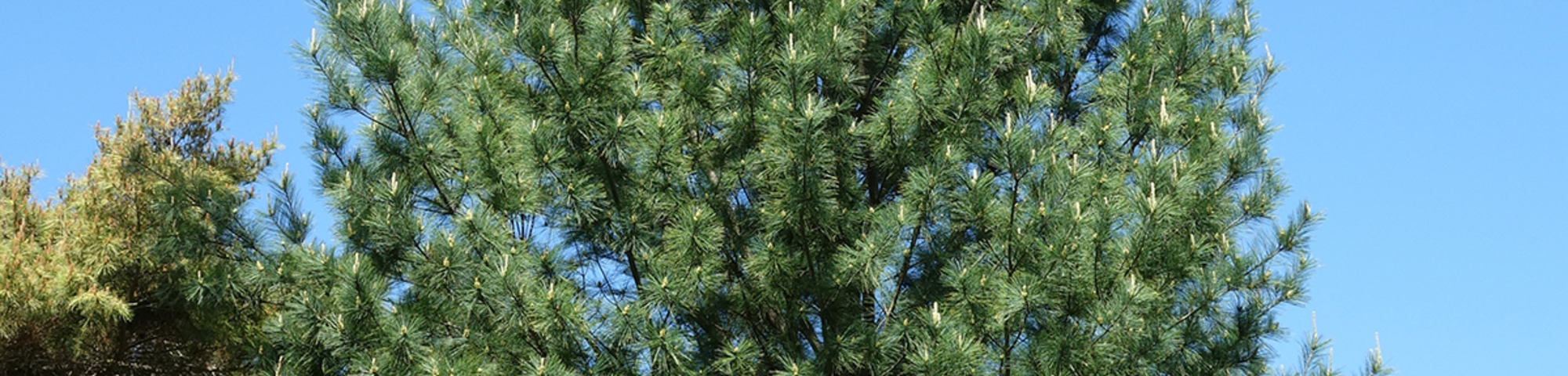 Pinus strobus 'Fastigiata'