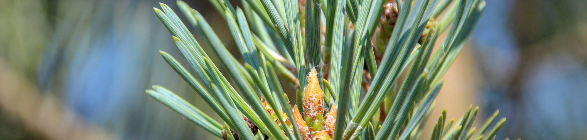 Pinus sylvestris 'Glauca'