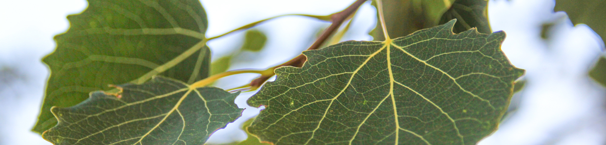 Populus 'Astria'