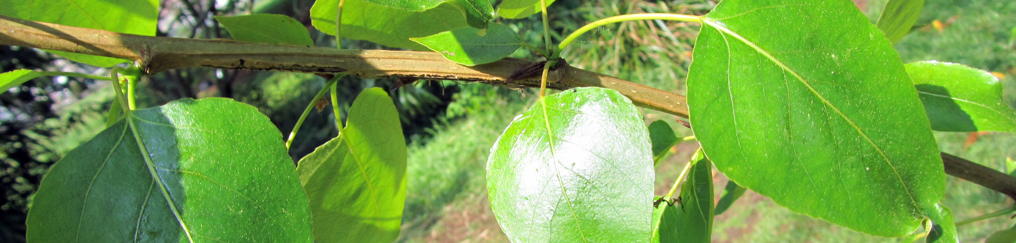 Populus balsamifera