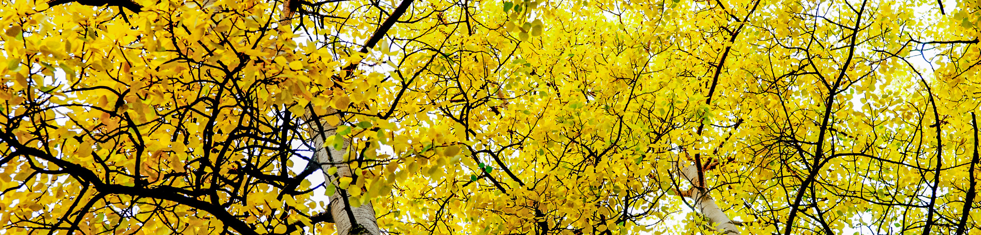 Populus tremuloides