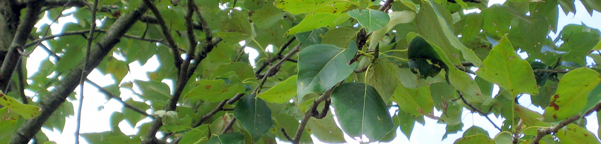 Populus trichocarpa 'Blom'