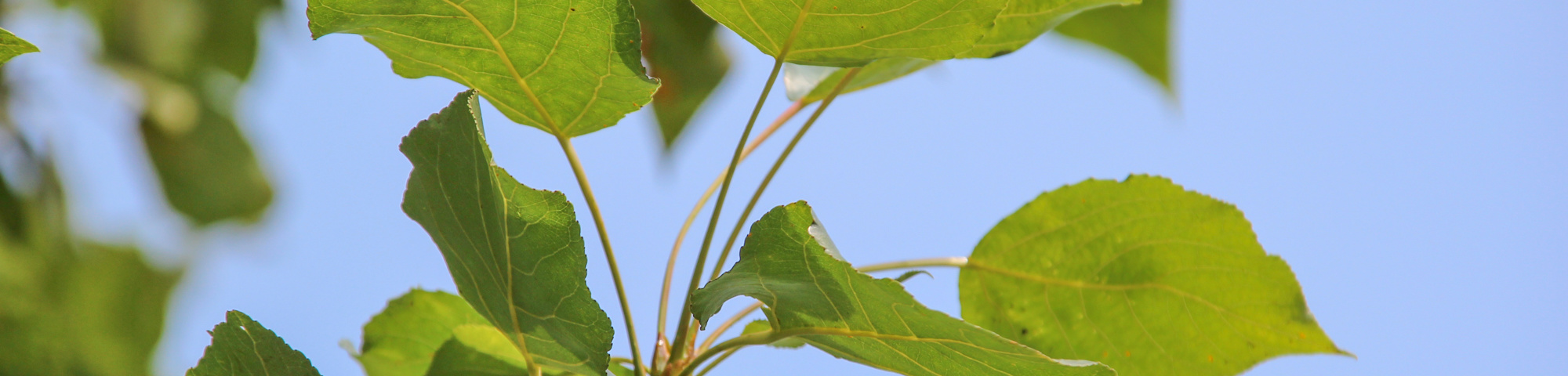 Populus x berolinensis