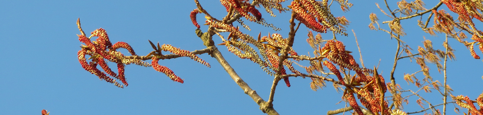 Populus x canadensis