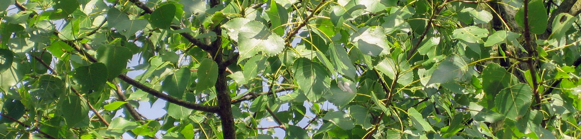 Populus x canadensis 'Hees'