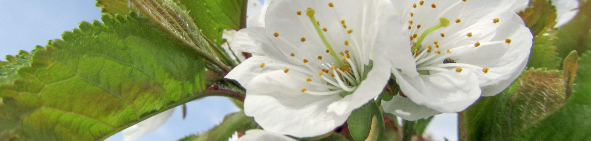 Prunus avium 'Early Rivers'