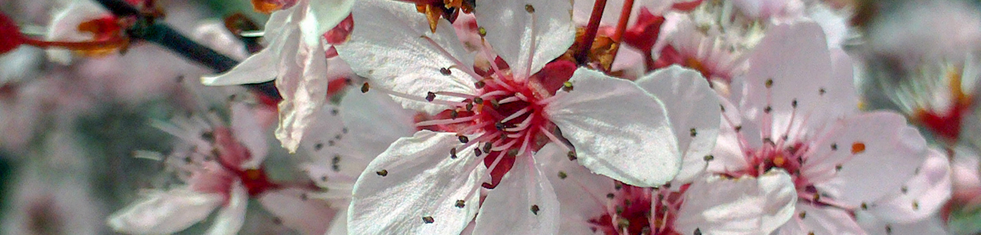 Prunus cerasifera 'Pissardii'