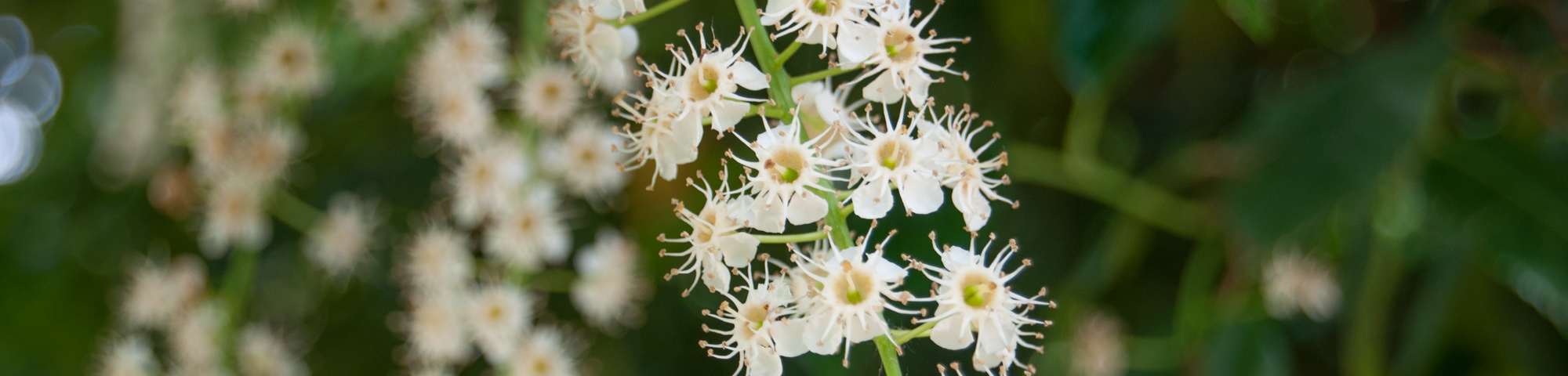 Prunus lusitanica