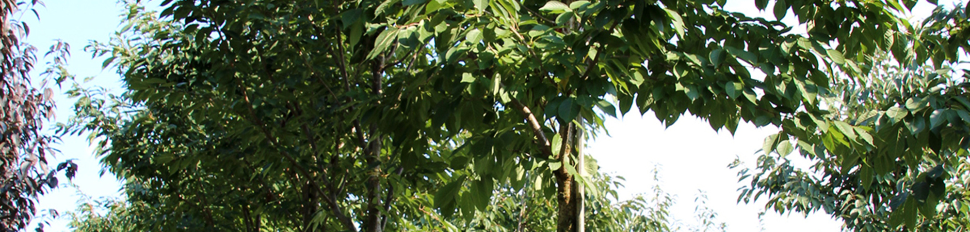 Prunus serrulata 'Ukon'