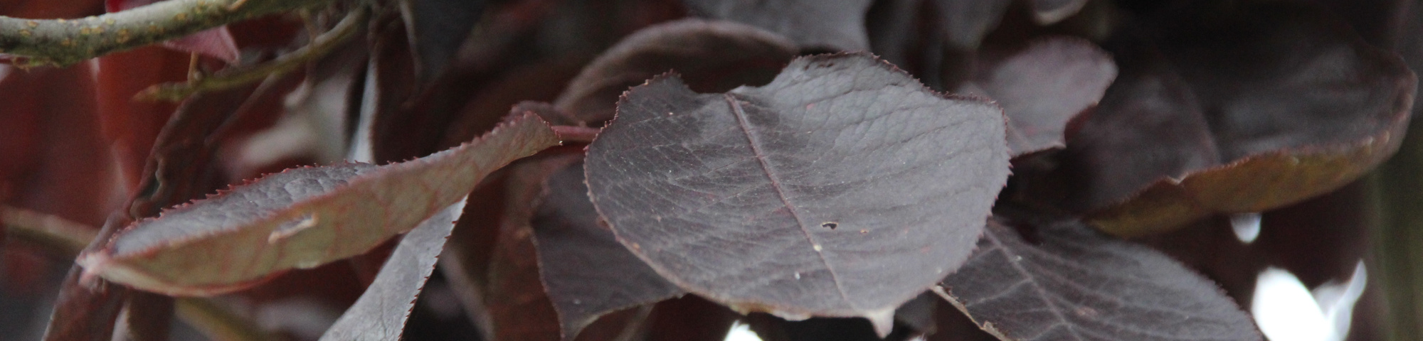 Prunus virginiana 'Canada Red'