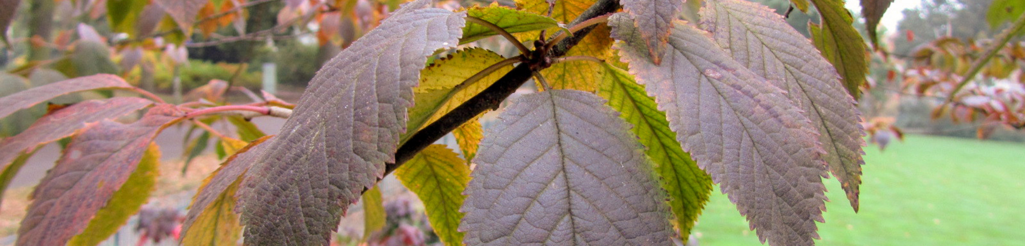 Prunus x schmittii