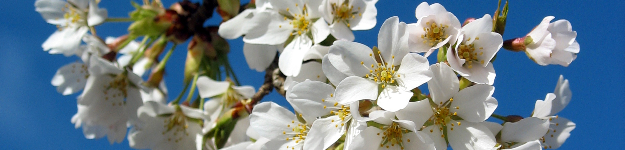 Prunus x yedoensis 'Shidare-yoshino'