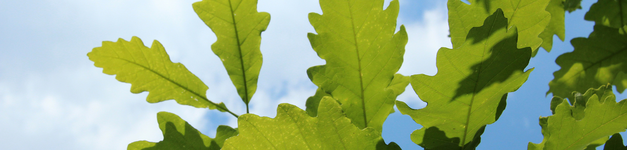 Quercus bicolor