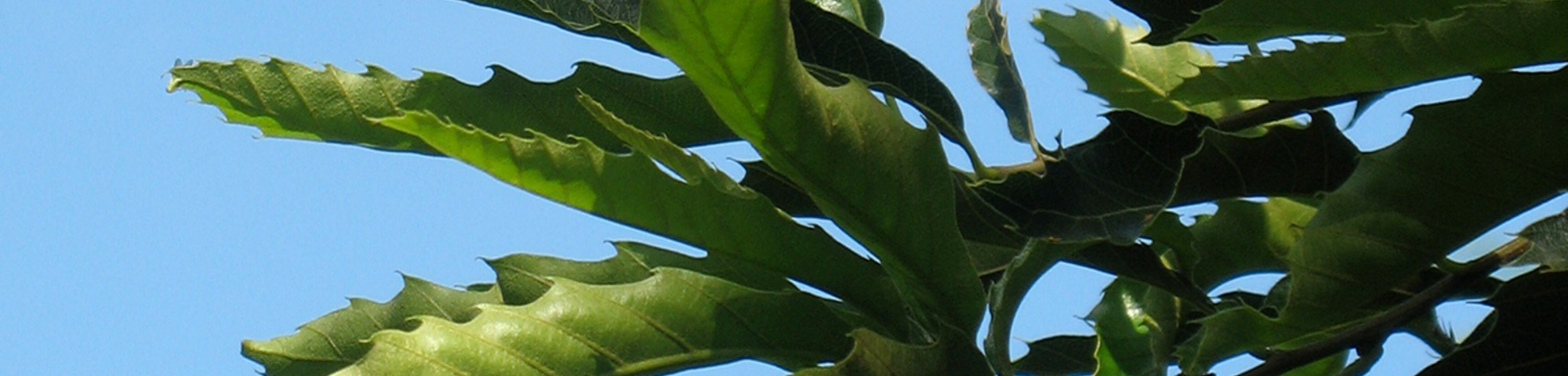 Quercus castaneifolia