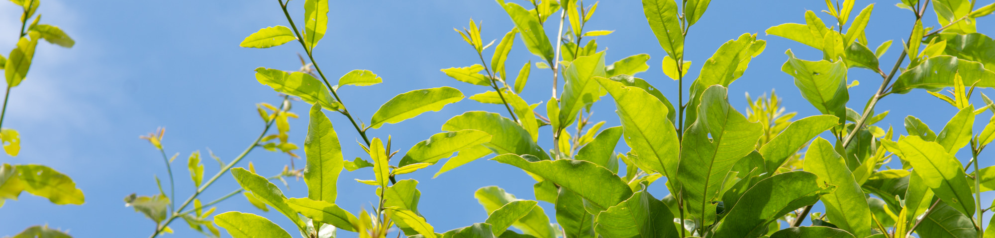 Quercus imbricaria