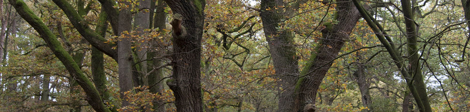 Quercus robur sel. Wodan