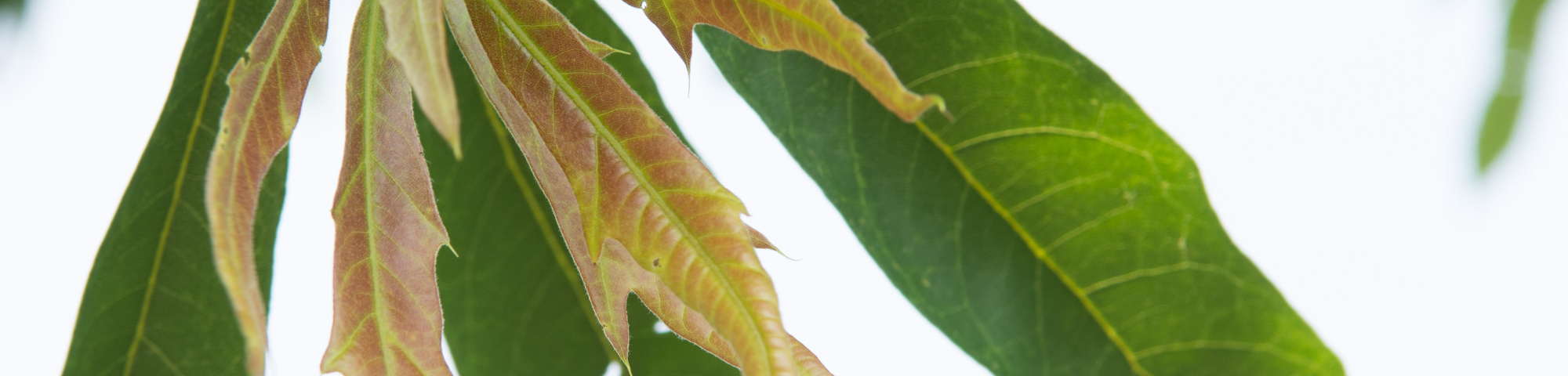 Quercus x heterophylla