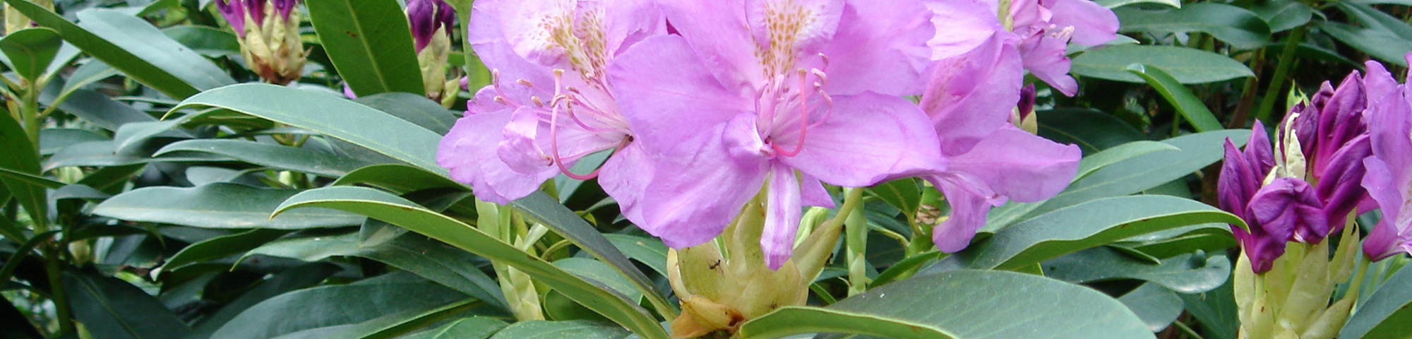 Rhododendron ponticum 'Roseum'