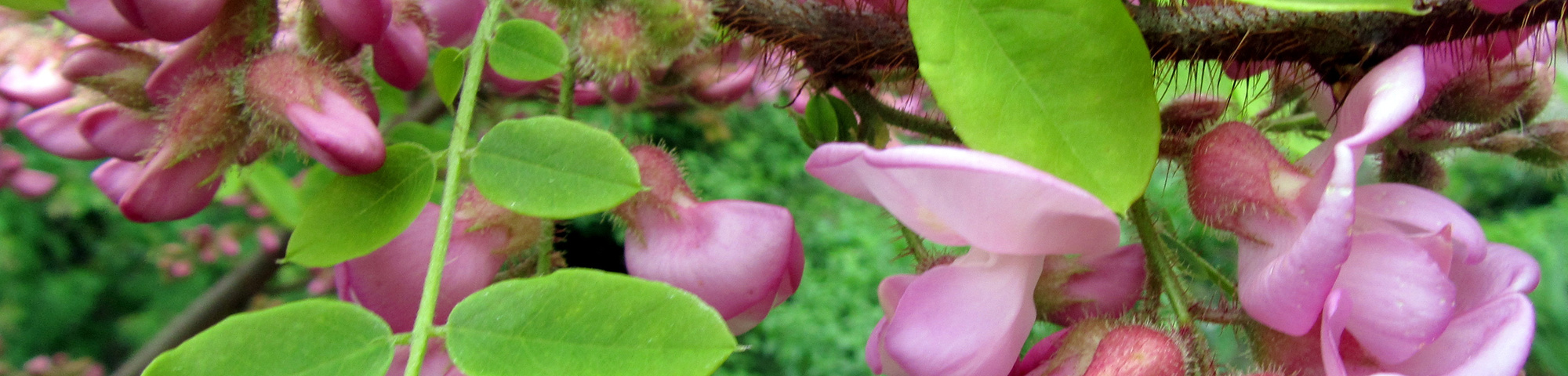 Robinia hispida 'Macrophylla'