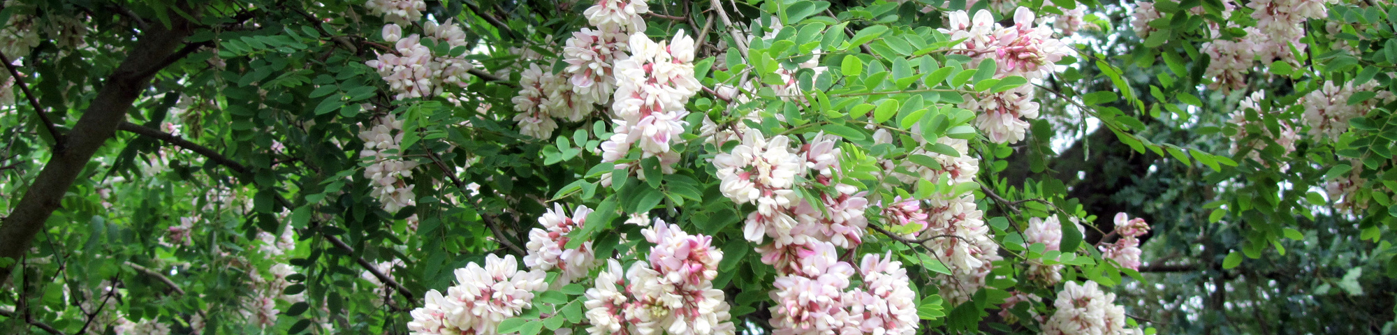 Robinia viscosa