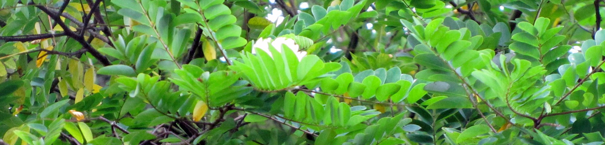 Robinia x ambigua 'Decaisneana'