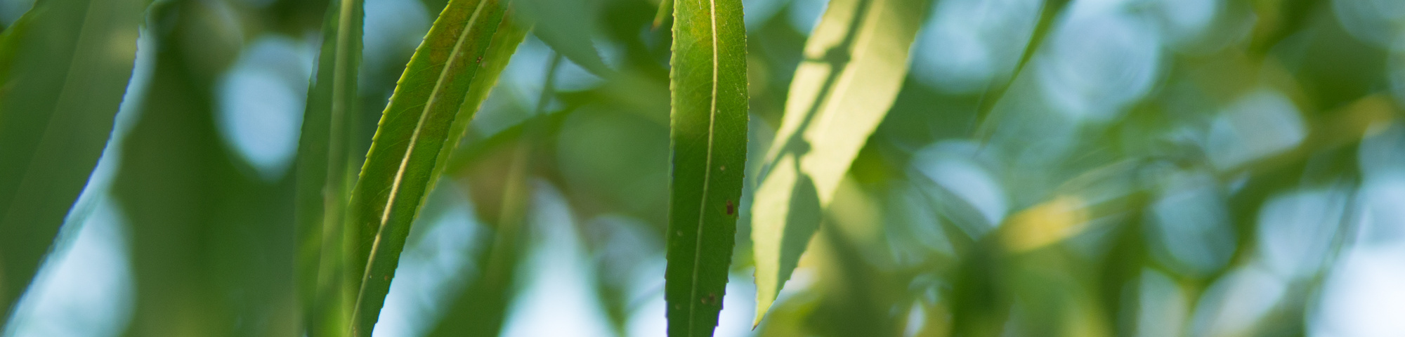 Salix pentandra