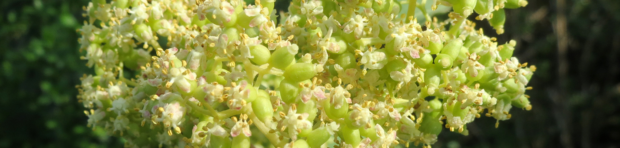 Sambucus racemosa