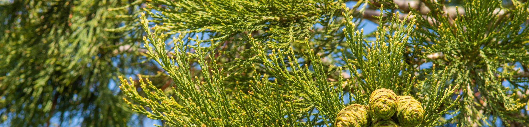 Sequoiadendron giganteum